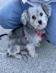 Reunited Female Dog last seen Echo Ln and Frontenac St, Aurora, IL 60504