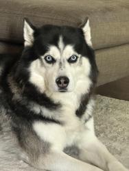 Lost Male Dog last seen Park Vista Blvd / Keller Haslet Road, Keller, TX 76244