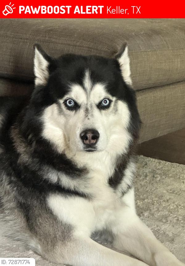 Lost Male Dog last seen Park Vista Blvd / Keller Haslet Road, Keller, TX 76244