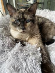 Reunited Female Cat last seen Near Adair Ave, Coquitlam, BC 