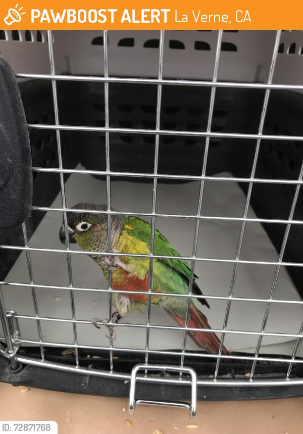 Found/Stray Unknown Bird last seen Dr Lighthouse Baptist Church, , La Verne, CA 91750