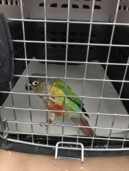 Found/Stray Unknown Bird last seen Dr Lighthouse Baptist Church, , La Verne, CA 91750