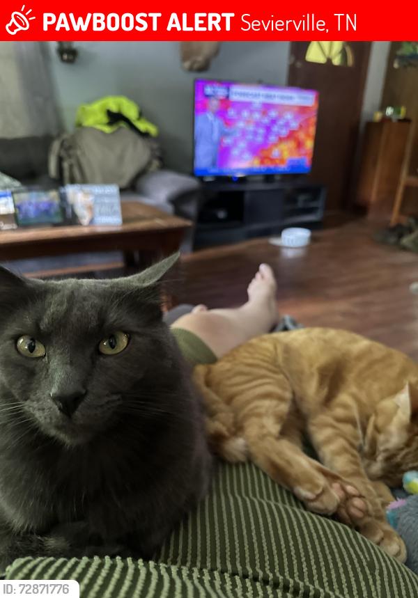 Lost Male Cat last seen Off the spur in Sevier County , Sevierville, TN 37876