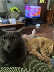 Lost Male Cat last seen Off the spur in Sevier County , Sevierville, TN 37876