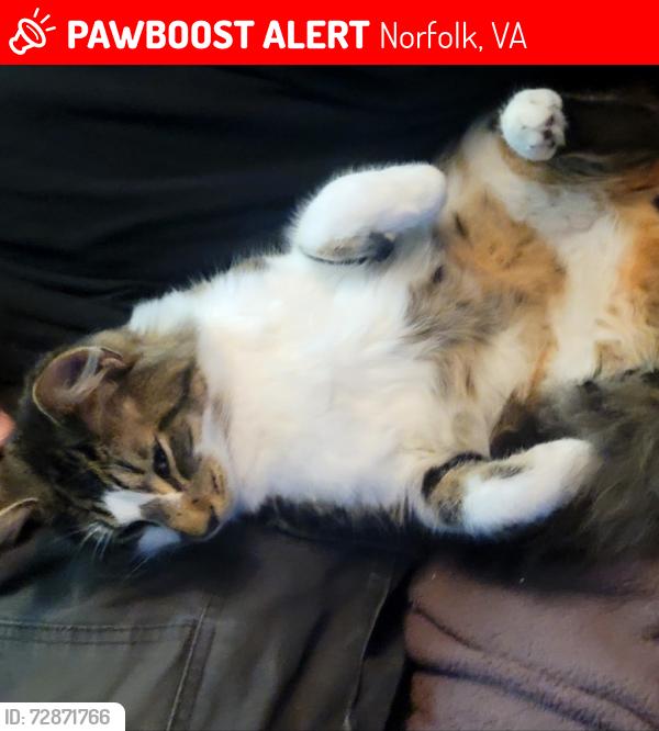 Lost Male Cat last seen East Princess Anne Road and Birch St. , Norfolk, VA 23502