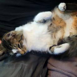 Lost Male Cat last seen East Princess Anne Road and Birch St. , Norfolk, VA 23502