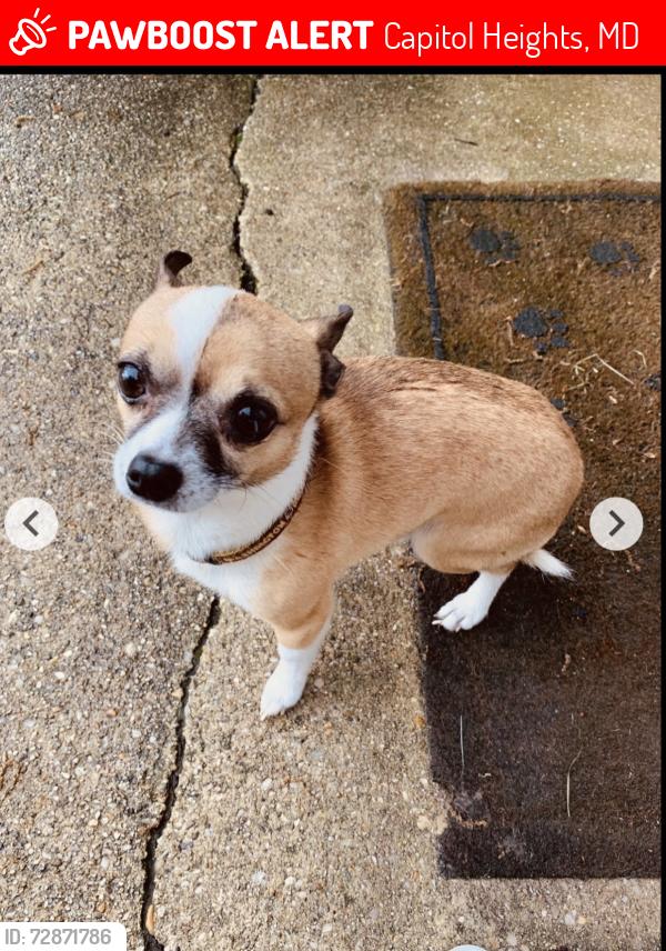 Lost Male Dog last seen Daimler Drive , Capitol Heights, MD 20743