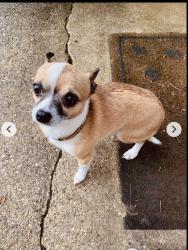Lost Male Dog last seen Daimler Drive , Capitol Heights, MD 20743
