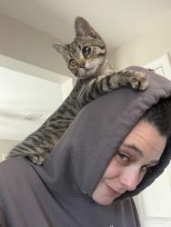 Lost Female Cat last seen Bolivia St, Youngstown, FL 32466