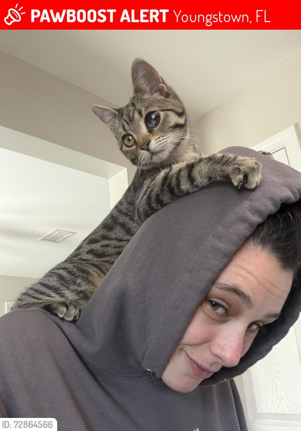 Lost Female Cat last seen Bolivia St, Youngstown, FL 32466