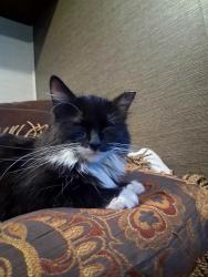 Lost Female Cat last seen Sahara and lamb, Las Vegas Valley, NV 89011