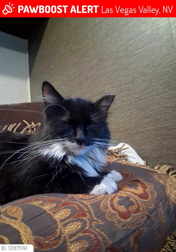 Lost Female Cat last seen Sahara and lamb, Las Vegas Valley, NV 89011