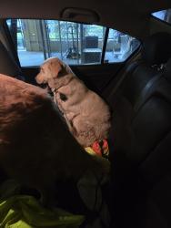 Found/Stray Female Dog last seen Near ave sw 55 st, Olympia Heights, FL 33165