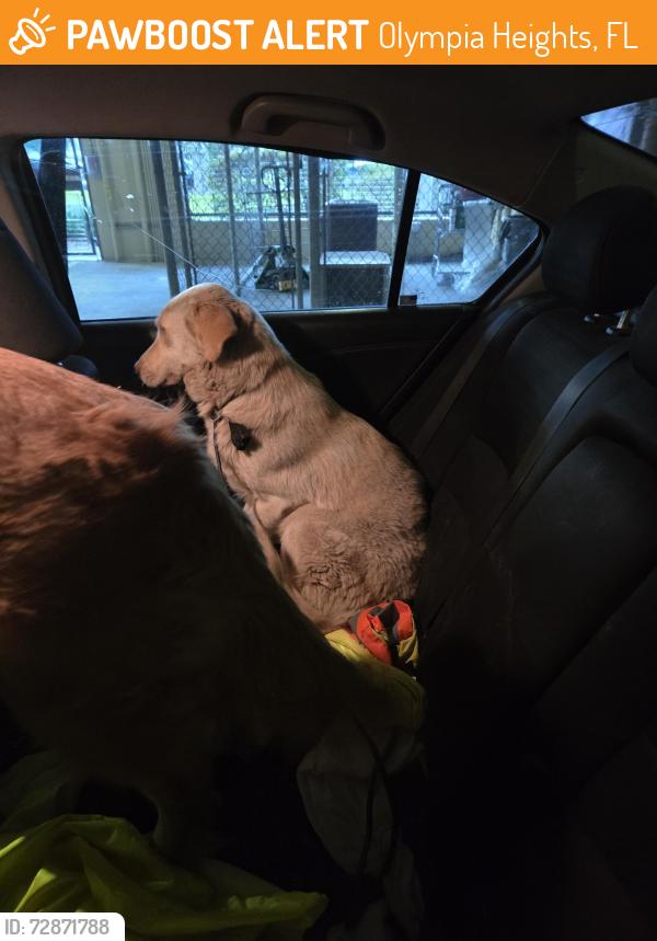 Found/Stray Female Dog last seen Near ave sw 55 st, Olympia Heights, FL 33165