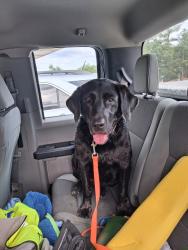Found/Stray Female Dog last seen Mr. Bunky's , Hopkins, SC 29061