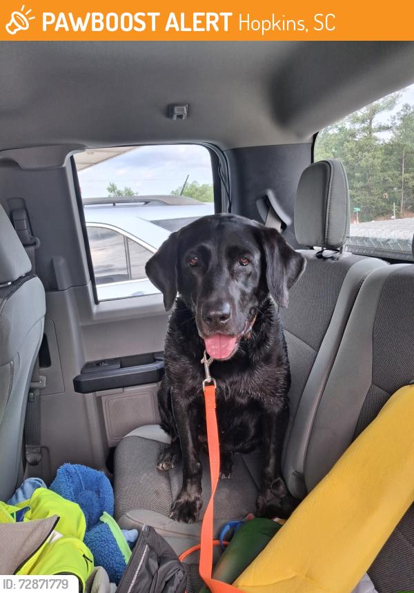 Found/Stray Female Dog last seen Mr. Bunky's , Hopkins, SC 29061
