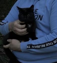 Found/Stray Male Cat last seen Rome, Rome, OH 44085