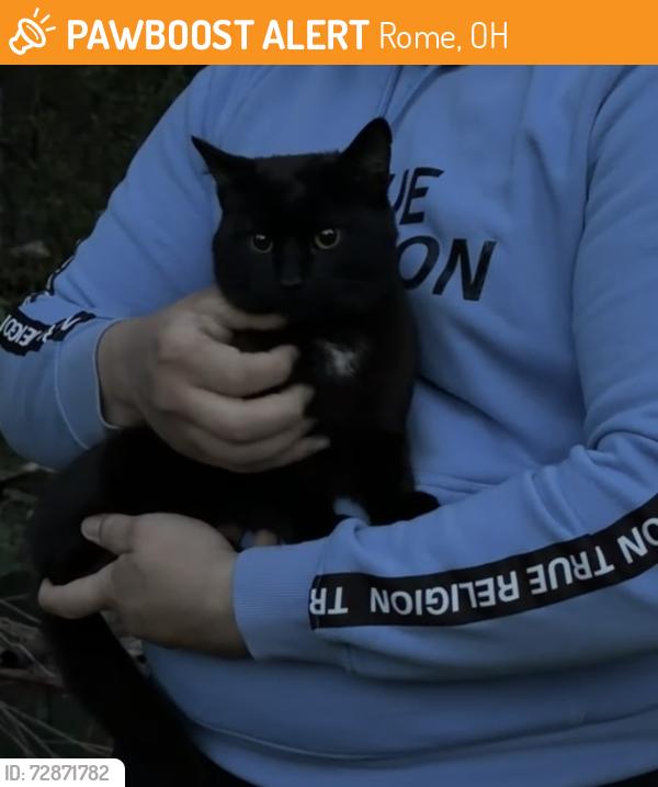 Found/Stray Male Cat last seen Rome, Rome, OH 44085