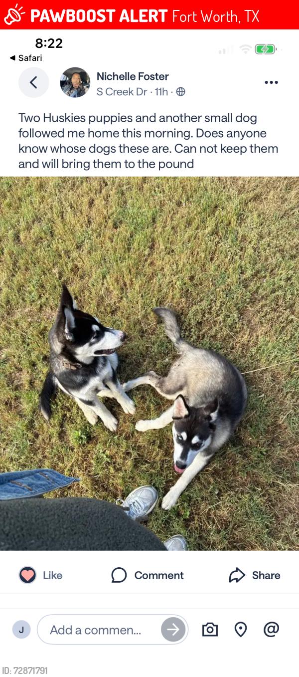 Lost Unknown Dog last seen Near , Fort Worth, TX 76123