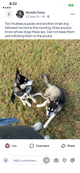 Lost Unknown Dog last seen Near , Fort Worth, TX 76123