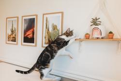 Lost Male Cat last seen Rita and Nexus, Tucson, AZ 85747