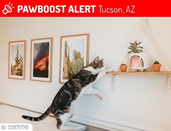Lost Male Cat last seen Rita and Nexus, Tucson, AZ 85747