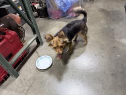 Found/Stray Unknown Dog last seen Industrial area, Fontana, CA 92335