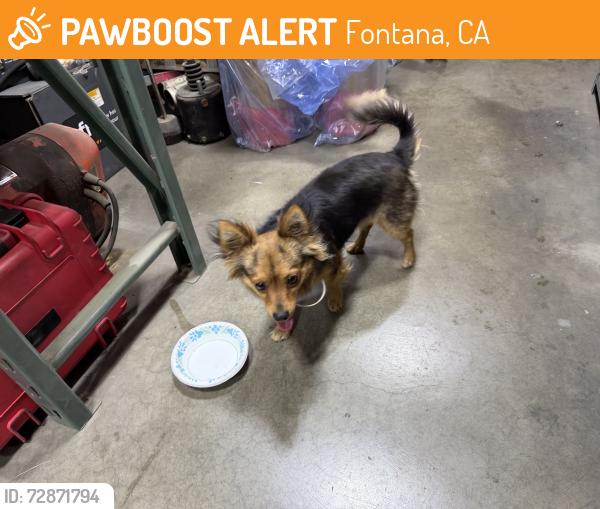 Found/Stray Unknown Dog last seen Industrial area, Fontana, CA 92335
