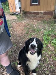 Found/Stray Male Dog last seen Roaming neighborhood, Seymour, TN 37865