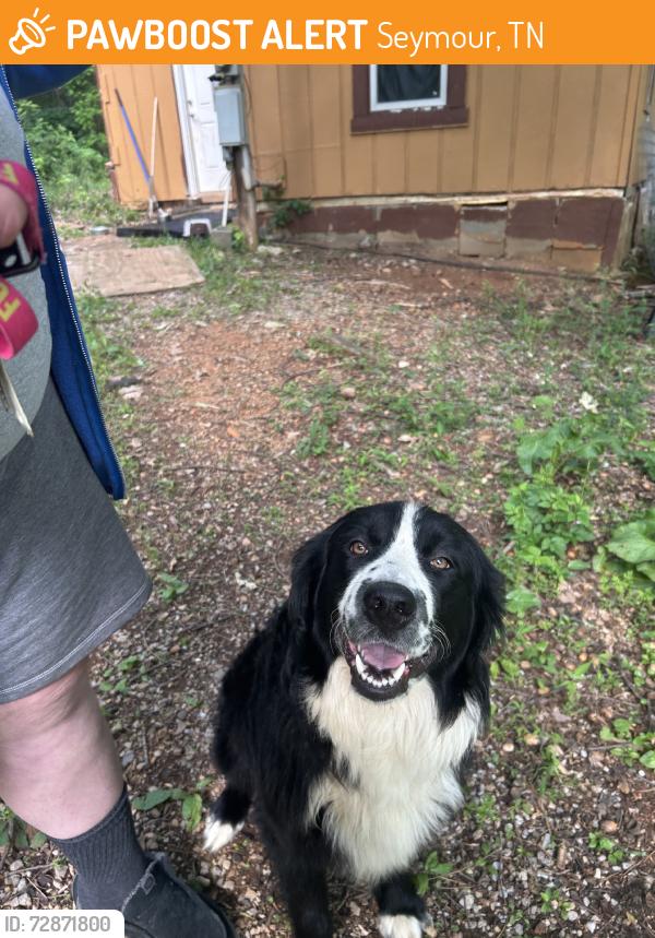 Found/Stray Male Dog last seen Roaming neighborhood, Seymour, TN 37865