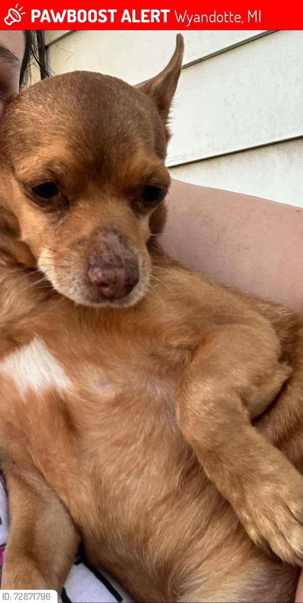 Lost Male Dog last seen Clinton and 4th street, Wyandotte, MI 48192
