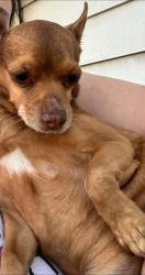 Lost Male Dog last seen Clinton and 4th street, Wyandotte, MI 48192