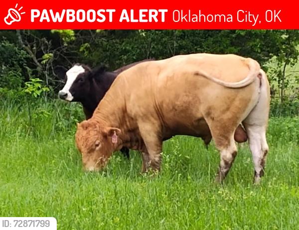 Lost Male Other last seen Hiwasse,  se 134th st, Oklahoma City, OK 73165