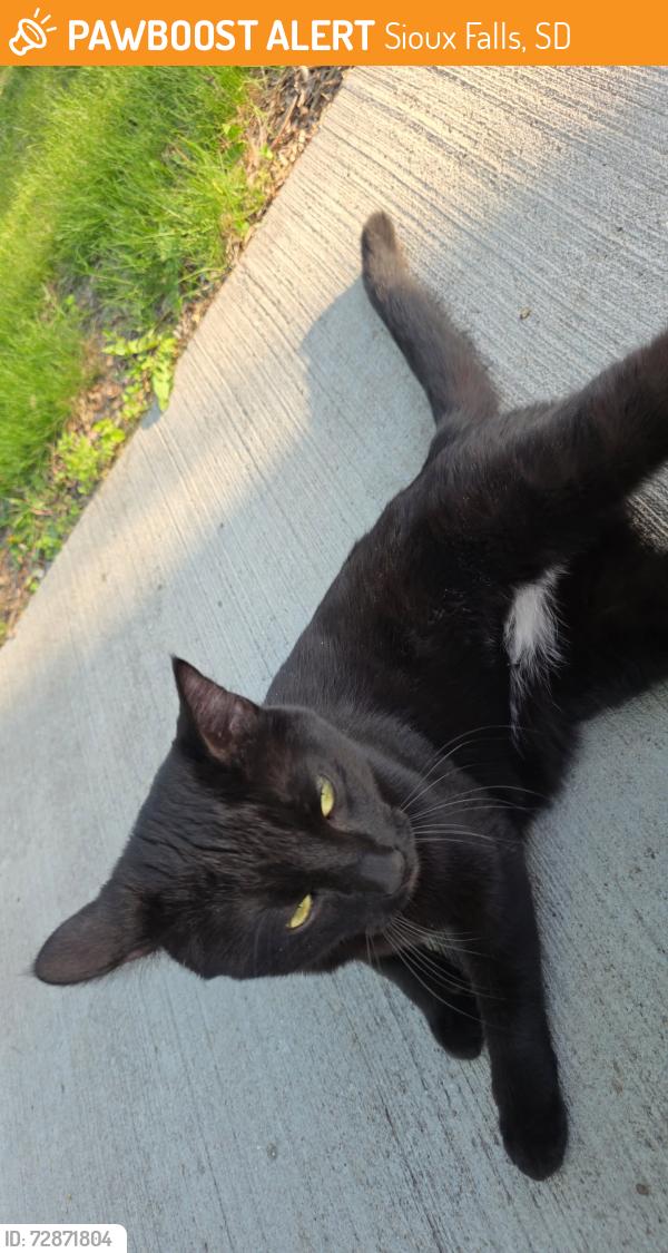 Found/Stray Unknown Cat last seen On summit and 24th street, right by the Salisbury science center, Sioux Falls, SD 57105