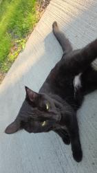 Found/Stray Unknown Cat last seen On summit and 24th street, right by the Salisbury science center, Sioux Falls, SD 57105