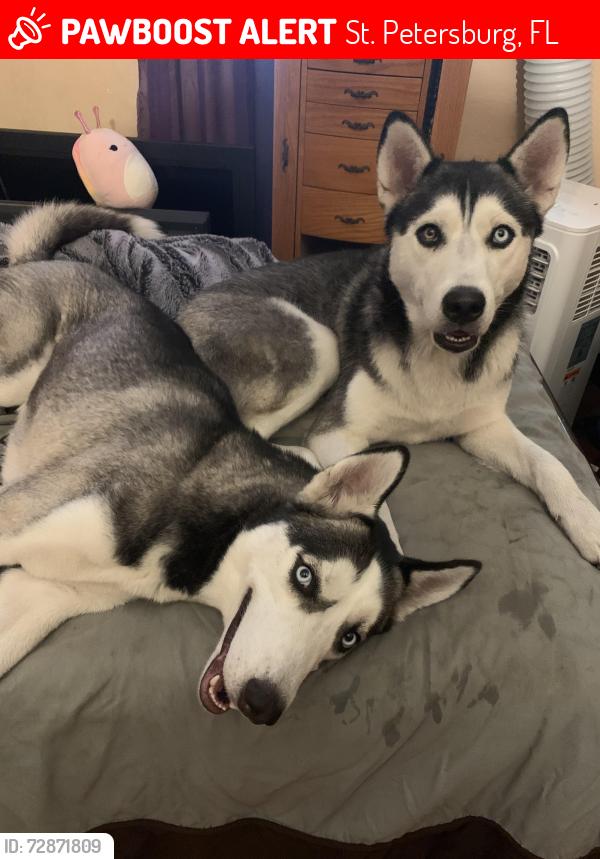 Lost Male Dog last seen 22nd ave n, St. Petersburg, FL 33713