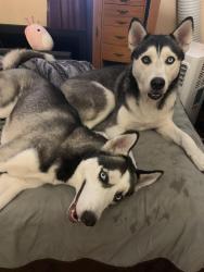 Lost Male Dog last seen 22nd ave n, St. Petersburg, FL 33713