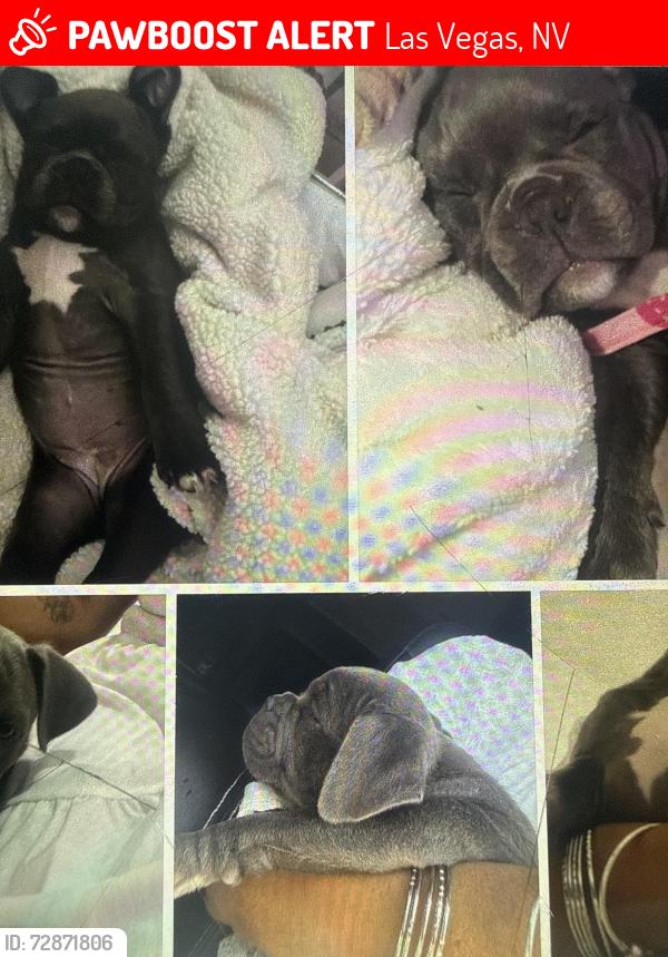 Lost Female Dog last seen Las vegas , Las Vegas, NV 89104