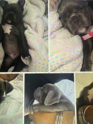 Lost Female Dog last seen Las vegas , Las Vegas, NV 89104