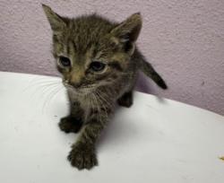 Shelter Stray Female Cat last seen El Paso, TX 79905, Fort Bliss, TX 79906