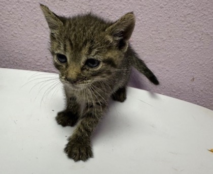 Shelter Stray Female Cat last seen El Paso, TX 79905, Fort Bliss, TX 79906