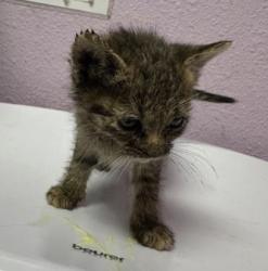Shelter Stray Female Cat last seen El Paso, TX 79905, Fort Bliss, TX 79906