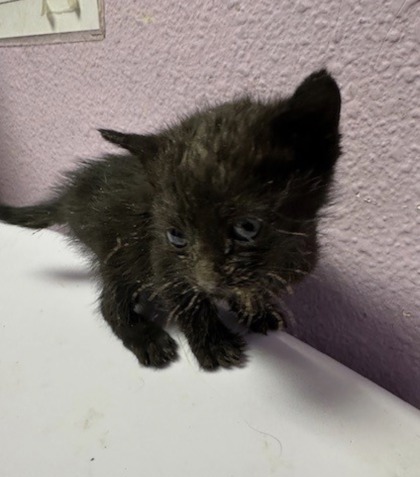 Shelter Stray Male Cat last seen El Paso, TX 79905, Fort Bliss, TX 79906