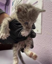 Shelter Stray Male Cat last seen El Paso, TX 79905, Fort Bliss, TX 79906