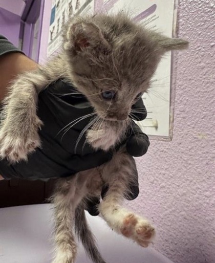 Shelter Stray Male Cat last seen El Paso, TX 79905, Fort Bliss, TX 79906