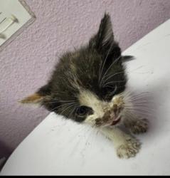 Shelter Stray Female Cat last seen El Paso, TX 79905, Fort Bliss, TX 79906