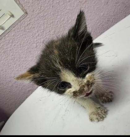 Shelter Stray Female Cat last seen El Paso, TX 79905, Fort Bliss, TX 79906