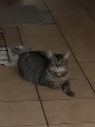 Lost Female Cat last seen Palmetto expressway , Miami Gardens, FL 33055