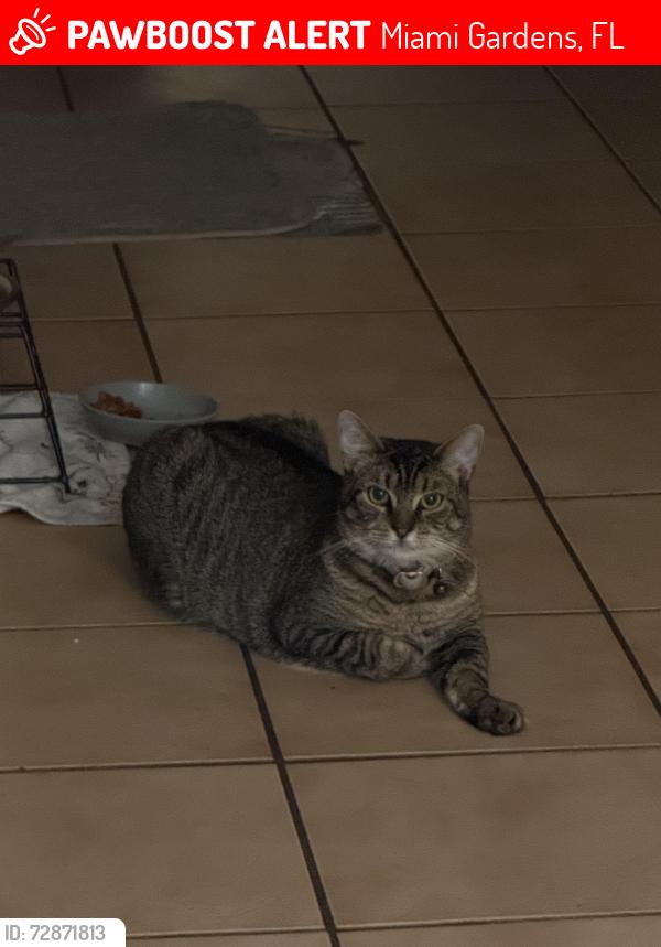 Lost Female Cat last seen Palmetto expressway , Miami Gardens, FL 33055