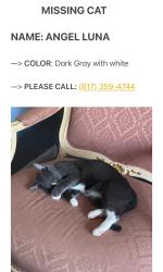 Lost Female Cat last seen Near pine street Leicester , Leicester, MA 01524
